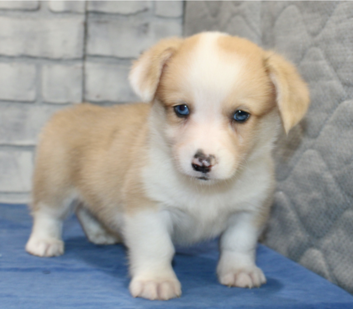 comprar cachorros sanos, baratos y asequibles para la venta